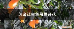 金鱼吊兰开花后怎么养 怎么让金鱼吊兰开花，开花期怎么养