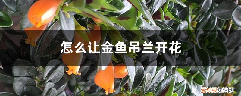 金鱼吊兰开花后怎么养 怎么让金鱼吊兰开花，开花期怎么养