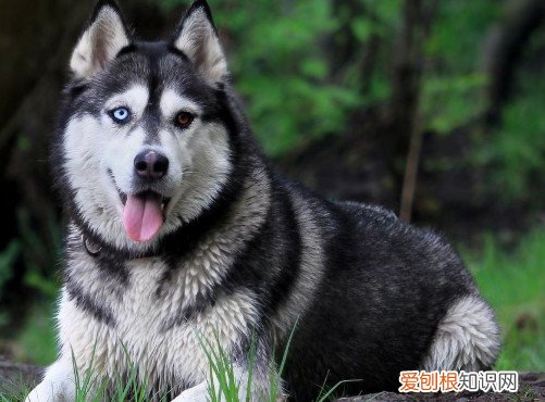 哈士奇被打后性格会变吗 哈士奇被打后性格不会变