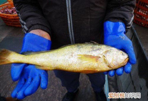 大黄鱼价格2017 野生黄花鱼有哪些营养价值