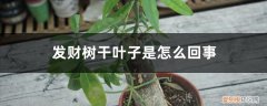 发财树叶子有干叶怎么办 发财树干叶子是怎么回事