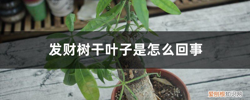 发财树叶子有干叶怎么办 发财树干叶子是怎么回事