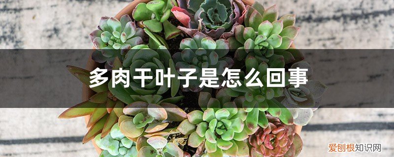 多肉植物干叶子是怎么回事 多肉干叶子是怎么回事