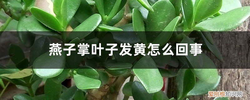 燕子掌黄叶落叶怎么办 燕子掌叶子发黄怎么回事，怎么办