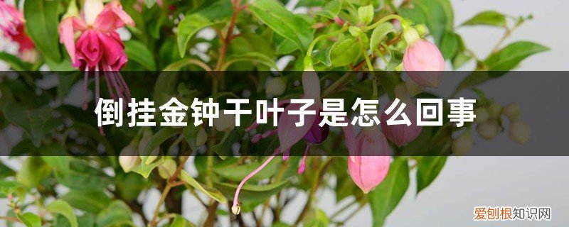 倒挂金钟叶子尖发干 倒挂金钟干叶子是怎么回事