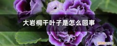 大岩桐干叶子是怎么回事