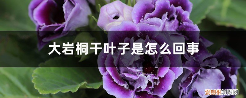 大岩桐干叶子是怎么回事