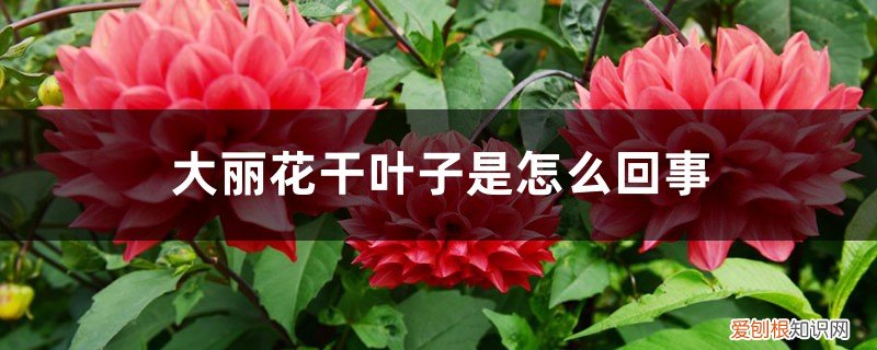 大丽花叶子长什么样 大丽花干叶子是怎么回事
