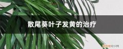 散尾葵黄叶是怎么回事儿 散尾葵叶子发黄的治疗，黄叶怎么回事