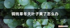 铜钱草冬天叶子黄了怎么办呢 铜钱草冬天叶子黄了怎么办