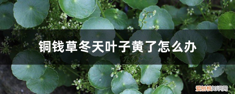 铜钱草冬天叶子黄了怎么办呢 铜钱草冬天叶子黄了怎么办