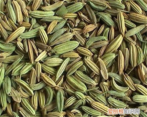 小茴香籽生吃还是熟吃啊 小茴香籽有哪些价值