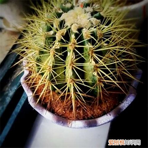 被仙人掌扎了怎么办 仙人掌有哪些作用