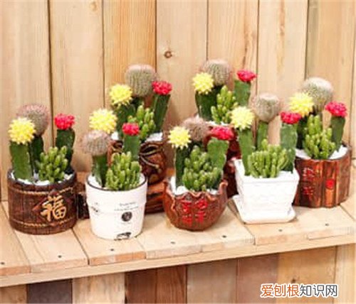 被仙人掌扎了怎么办 仙人掌有哪些作用