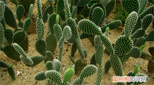 被仙人掌扎了怎么办 仙人掌有哪些作用