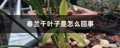 春兰叶尖为什么会干 春兰干叶子是怎么回事