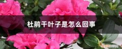 杜鹃干叶是什么情况 杜鹃干叶子是怎么回事