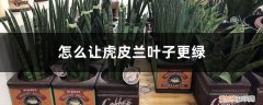 虎皮兰叶子发黄怎么处理 怎么让虎皮兰叶子更绿，叶子尖发黄怎么办