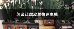 虎皮兰能用生根粉生根吗 怎么让虎皮兰快速生根，用生根粉泡多久