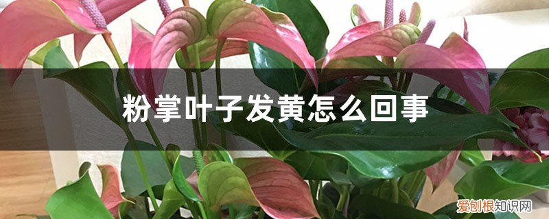 红掌叶子有点发黄怎么办 粉掌叶子发黄怎么回事,怎么办
