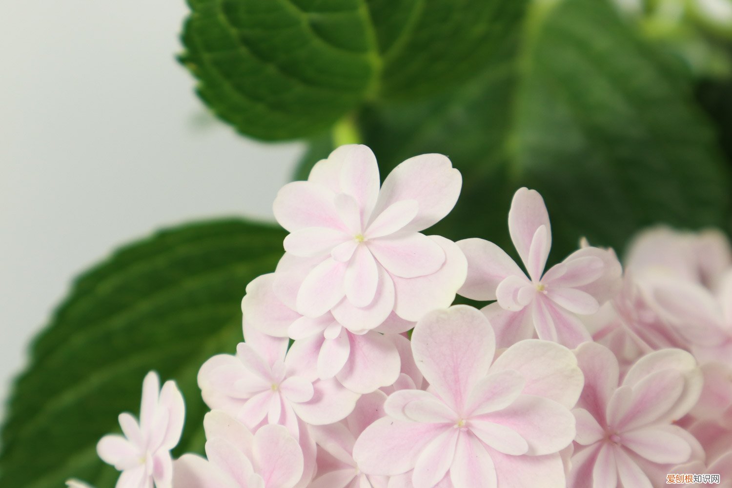 绣球花叶子发黄的原因 绣球花叶子发黄是怎么回事