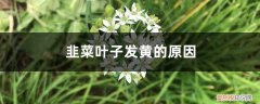 韭菜叶子发黄怎么办 韭菜叶子发黄的原因，韭菜叶子发红还能吃吗