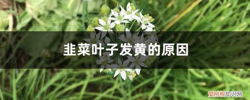 韭菜叶子发黄怎么办 韭菜叶子发黄的原因,韭菜叶子发红还能吃吗