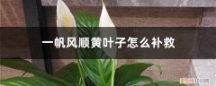 一帆风顺花黄叶子了怎么办 一帆风顺黄叶子怎么补救，黄叶的原因