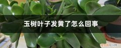 玉树叶子黄了怎么办 玉树叶子发黄了怎么回事，有什么解决方法