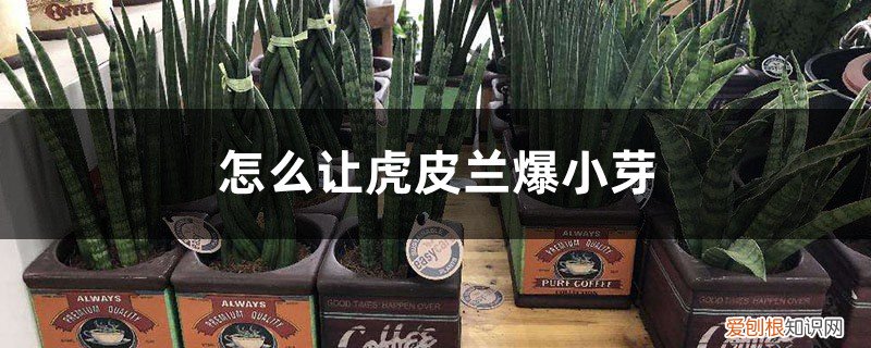 虎皮兰的小芽怎么分盆 怎么让虎皮兰爆小芽,小芽怎么分盆
