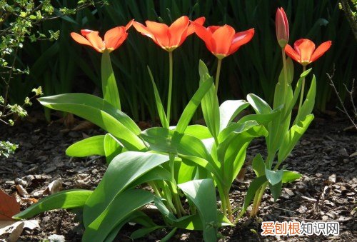 郁金香的资料介绍 全面了解郁金香