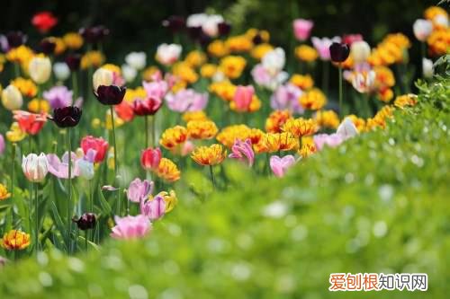 郁金香的资料介绍 全面了解郁金香