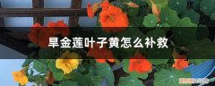 旱金莲叶子有黄斑怎么办 旱金莲叶子黄怎么补救