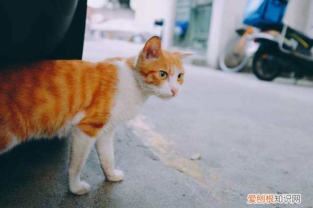 猫丢了会跑很远吗 猫丢了跑的范围大吗