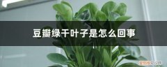 豆瓣绿叶片发软 豆瓣绿干叶子是怎么回事