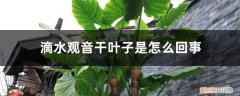 滴水观音的叶子是什么样的 滴水观音干叶子是怎么回事