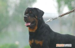 罗威纳犬需要断尾吗 罗威纳犬通常不需要断尾