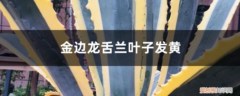 金边龙舌兰黄叶的原因和处理方法图片 金边龙舌兰黄叶的原因和处理方法