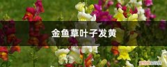 金鱼草黄叶的原因和处理办法 金鱼草黄叶的原因和处理办法