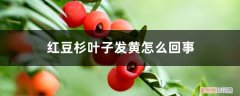 红豆杉叶发黄了怎么办 红豆杉叶子发黄怎么回事，怎么办