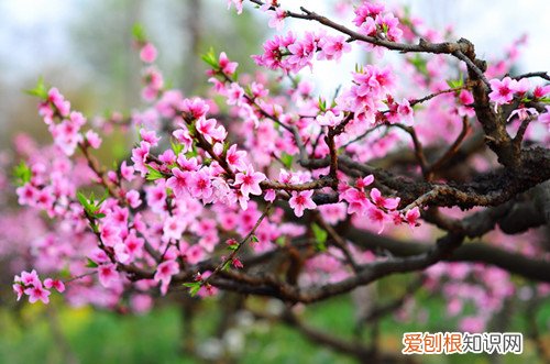 桃花什么时候开喝桃花茶有哪些好处