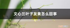 文心兰叶片发黄怎么办 文心兰叶子发黄怎么回事，怎么办