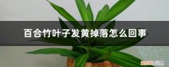 百合竹叶子黄了怎么办 百合竹叶子发黄掉落怎么回事，怎么办
