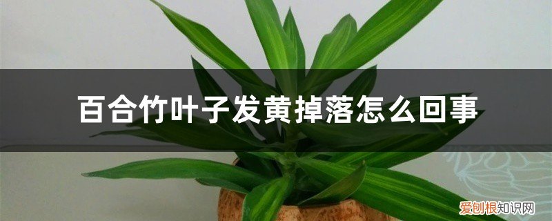 百合竹叶子黄了怎么办 百合竹叶子发黄掉落怎么回事，怎么办