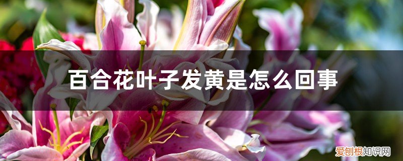 百合花叶子黄了怎么回事 百合花叶子发黄是怎么回事，怎么救
