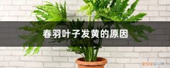 春羽叶子边缘发黄干枯 春羽叶子发黄的原因，黄叶怎么办