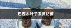 巴西木叶子发黄枯萎怎么办视频 巴西木叶子发黄枯萎怎么办