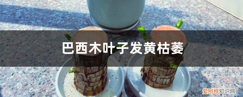 巴西木叶子发黄枯萎怎么办视频 巴西木叶子发黄枯萎怎么办