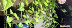 绿萝叶子发黄是什么原因 ，怎么补救