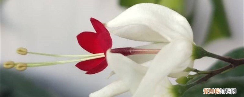 龙吐珠黄叶是怎么回事 龙吐珠黄叶的原因和处理办法
